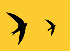 Contact Swift